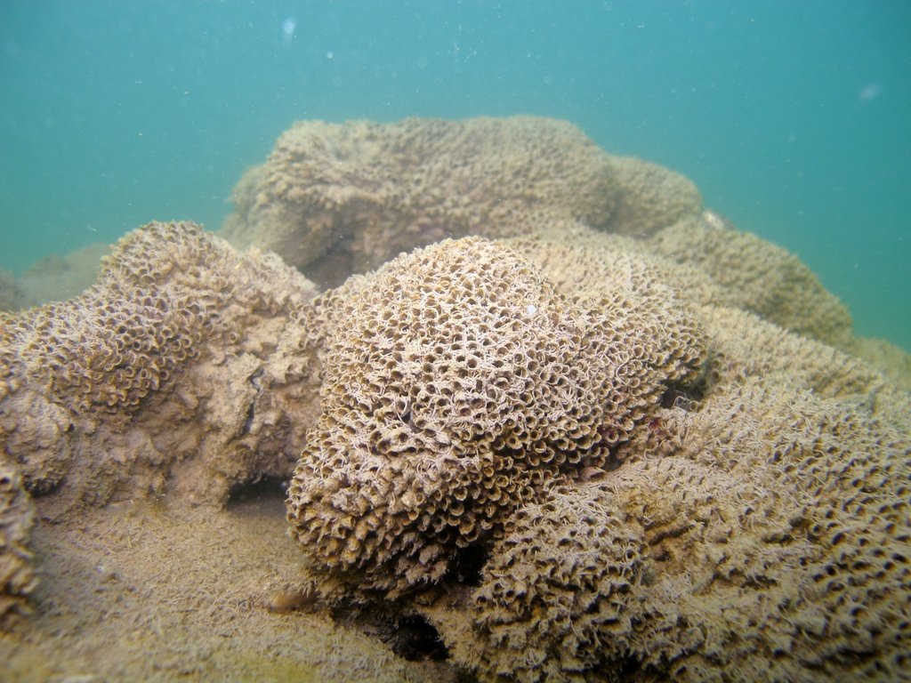 Biocostruzioni dell''anellide polichete Sabellaria alveolata